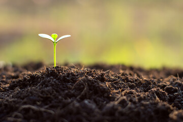 The seedlings are growing from fertile soil, environment concept.