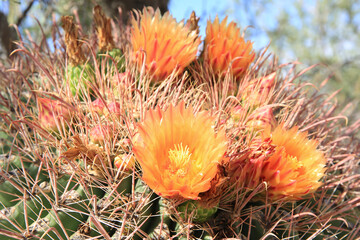 Blooming Arizona barrel cactus in sunny July