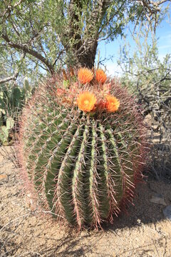 Blooming Arizona barrel cactus in sunny July
