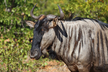 Streifengnu / Blue wildebeest / Connochaetes taurinus