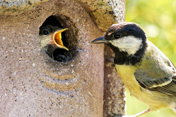 Juvenile  Kohlmeise wird im Nistkasten gefüttert