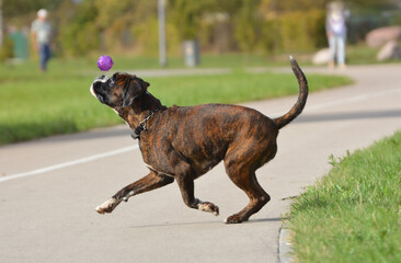 Happy and crazy boxer dog running with the ball, summer time.