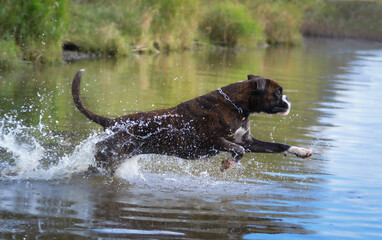 Running brindle boxer dog in water, summer time