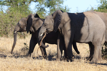 Afrikanischer Elefant / African elephant / Loxodonta africana...