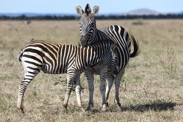 Fototapeta na wymiar Steppenzebra / Burchell's zebra / Equus burchellii....
