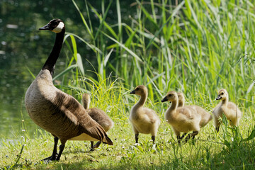  Kanadagans mit Küken