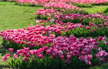 Obraz premium Colorful fresh tulips in the spring