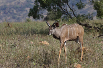 Großer Kudu / Greater kudu / Tragelaphus strepsiceros..