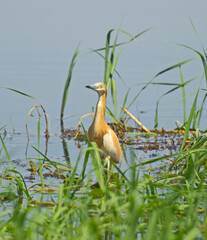 Squacco heron stood in grass reeds by river bank