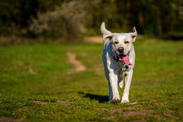 Running dog with tongue out on the meadow.