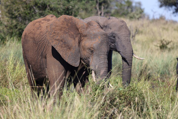 Fototapeta na wymiar Afrikanischer Elefant / African elephant / Loxodonta africana...