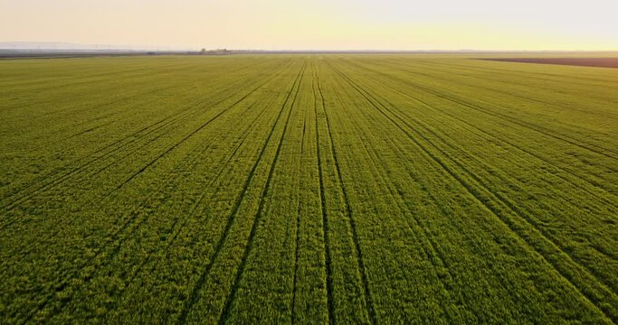 Aerial shot of green wheat field at sunset