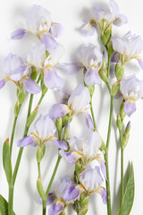 Fototapeta na wymiar group of iris flowers on a white background