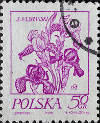 POLAND-CIRCA 1974 : A post stamp printed in Poland showing Drawing of a flower: iris