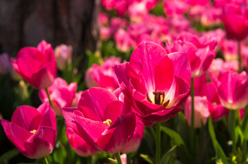 Colorful fresh tulips in the spring