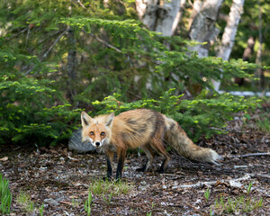 Red Fox Photo Stock. Fox Image. Close-up profile side view in the springtime with coniferous and birch tree background in its environment and habitat. Picture. Portrait.
