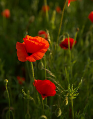 Lonely poppy. Red poppies field in defocus. Summer floral background. Soft light.