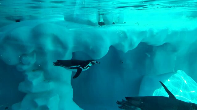 Amazing penguins swimming in pool in the zoo park 