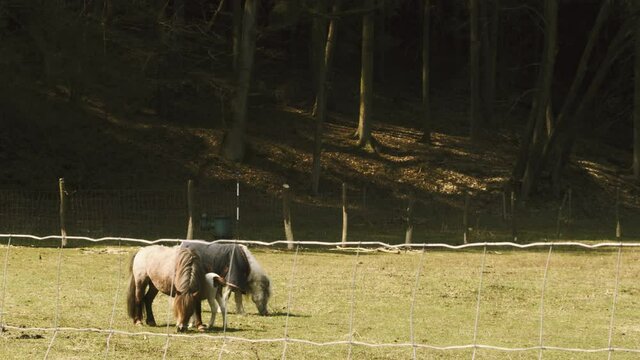 Shetland ponies grassing on field next to forest behind steel welded wire fence