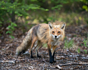 Red Fox Photo Stock. Fox Image. Close-up profile side view in the springtime with coniferous branches background and  its environment and habitat. Picture. Portrait.
