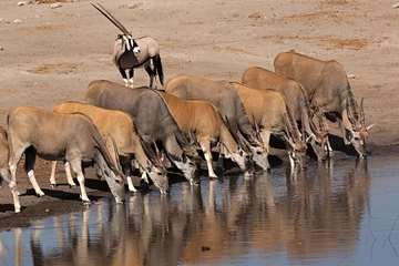Keuken foto achterwand Antilope Kudde antilopen en oryx drinkwater.