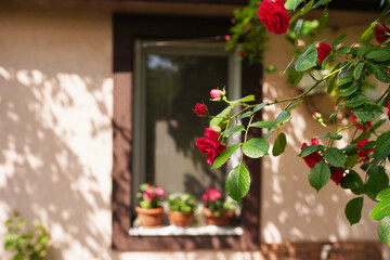 Bushes roses near the house outdoors. Landscape gardening