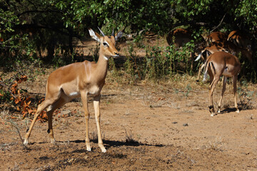 Schwarzfersenantilope / Impala / Aepyceros melampus.