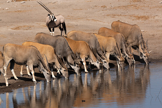 Manada de antílopes y oryx bebiendo agua.