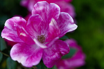 Fototapeta na wymiar Closeup of a Pink Knockout Rose in a Garden