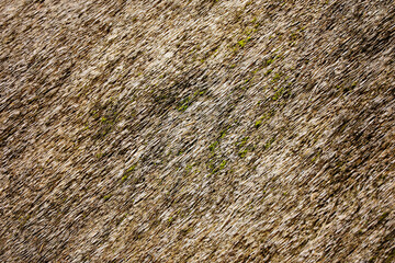 Thatched roof in northern Germany