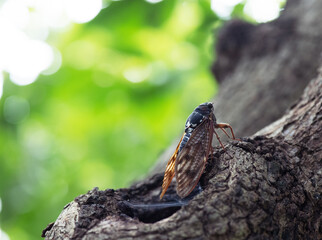 柿の木で鳴くアブラゼミ1
