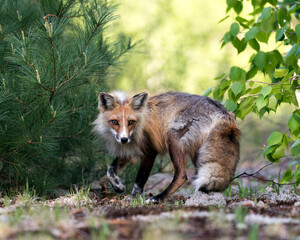 Red Fox Photo Stock. Fox Image. Close-up profile side view in the springtime with blur forest background and  its environment and habitat. Fox Image. Picture. Portrait.Picture. Portrait.