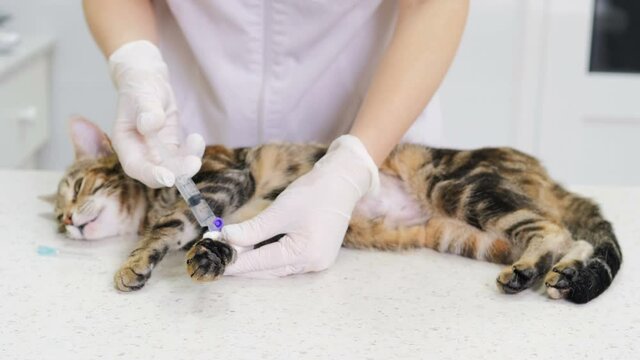 In a veterinary clinic, two young Caucasian female veterinarians prepare a cat for surgery on an examination table. The vet gives you an injection of anesthesia. Pet care. Professional treatment