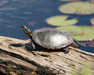 Obraz premium Turtle Photo Stock. Painted turtle resting on a log in the pond with lily pad pond, water lilies, moss and displaying its turtle shell, paws in its environment and habitat. Picture. Image. Portrait.