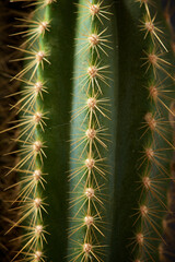 Cactus close up