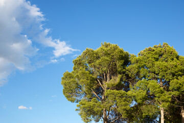 Pine forest in Spain