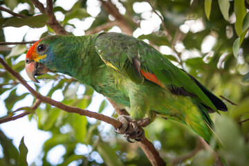 Parrot in its natural habitat, Minas Gerai, Brazil.