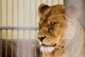Lazy lioness resting behind bars in the Grodno Zoo