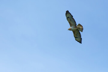 Mäusebussard am Himmel