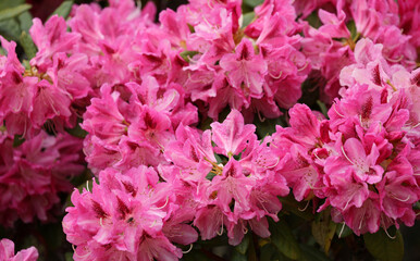 Rhododendron azalea blossom blooming in spring