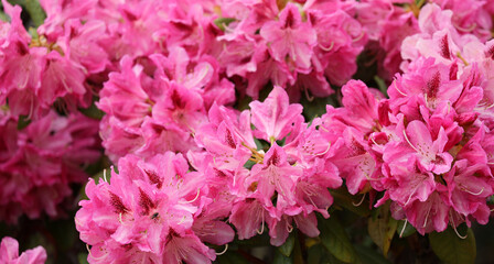 Rhododendron azalea blossom blooming in spring