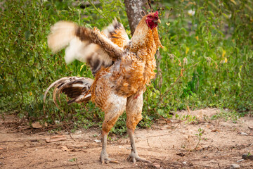 Image captured at Enza's farm, rural area, Municipio de Aimorés, Minas Gerais, Brazil.