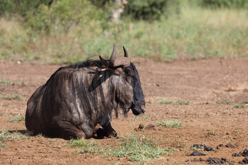 Streifengnu / Blue wildebeest / Connochaetes taurinus