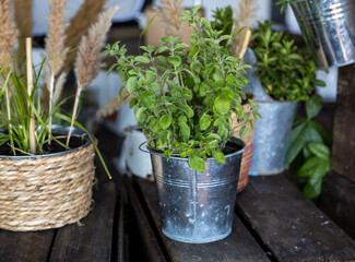 Basil bush and herbs in the interior ,lifestyle