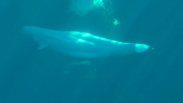 White Beluga dolphin swimming underwater