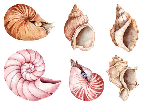 Collection of hand panted watercolor sea shells and nautilus