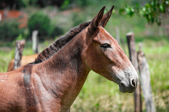 Horse, Image captured at Enza farm, rural area, Municipio de Aimorés, Minas Gerais, Brazil.