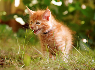 Naklejka na ściany i meble One beautiful ginger maine coon scared kittens hissing and hunting on the green glass and looking on summer sunny weather background. Fun
