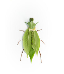 Green bug made from natural materials: different green leaves and wooden thin sticks. Insect isolated on white background. High quality vertical photo