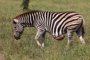 Fototapeta na wymiar Steppenzebra / Burchell's zebra / Equus burchellii..
